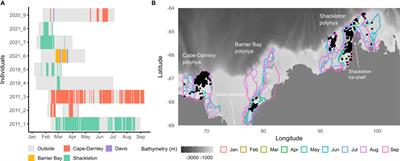 First description of in situ chlorophyll fluorescence signal within East Antarctic coastal polynyas during fall and winter